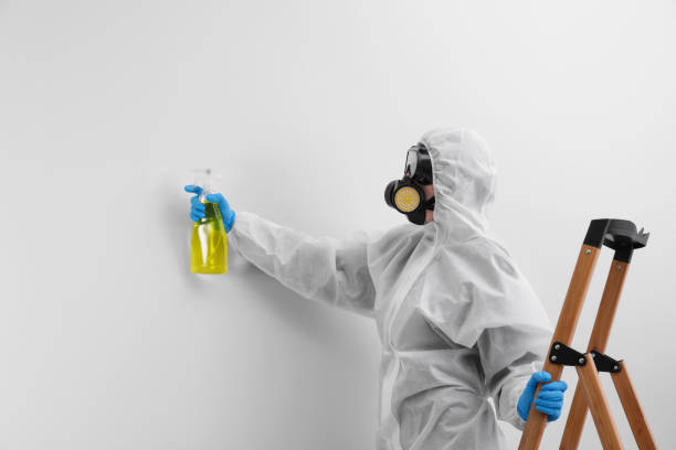 Mold Odor Removal Services in South Euclid, OH